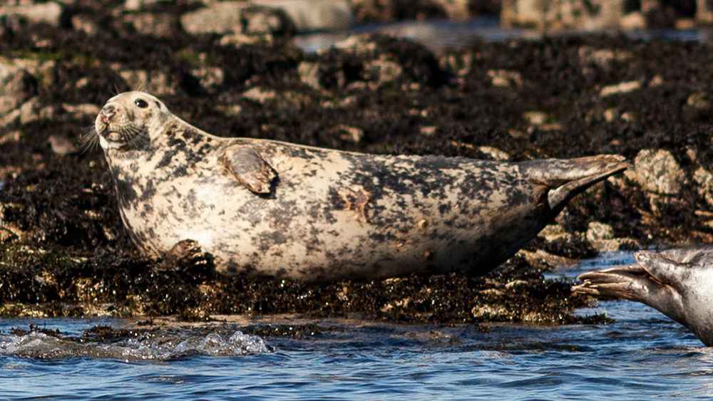 farne islands seal