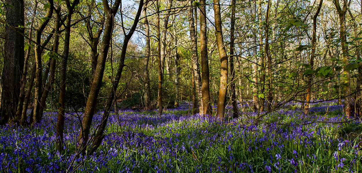 bluebells in springwood